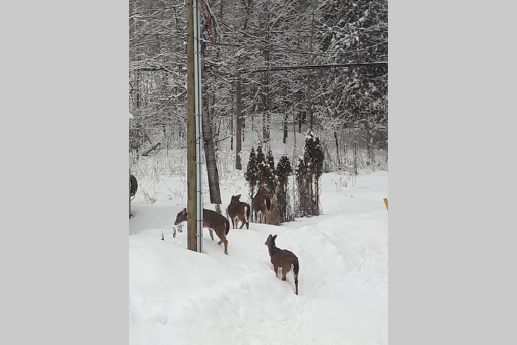 Le Nid Dore Sur Le Lac Val des Monts Exterior foto